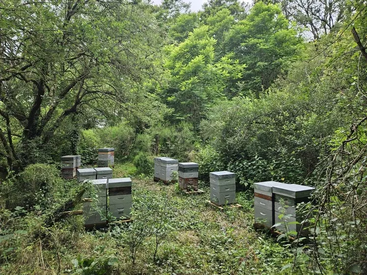 Le frelon asiatique crée du stress pour les abeilles et pour l’apiculteur. 