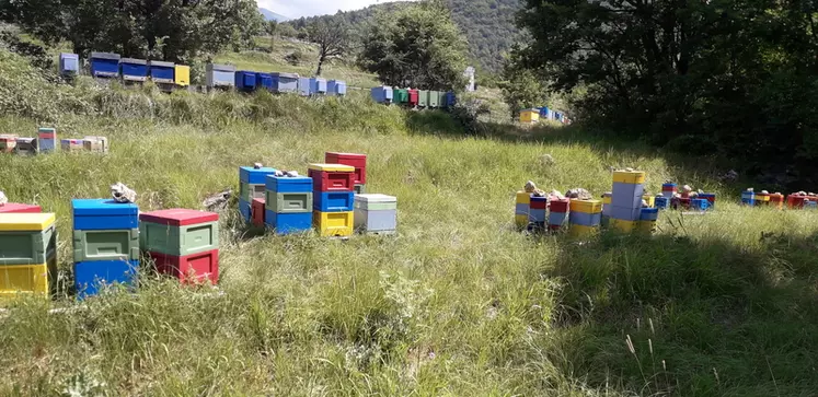 Alexandrine Brion, apicultrice spécialisée dans l’élevage de reines dans les Alpes maritimes.