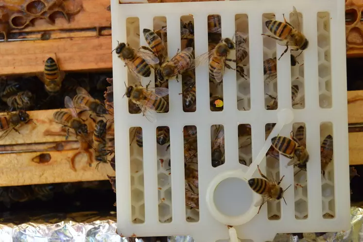 Les cages « Scalvini » permettent à la reine de maintenir sa ponte dans des cellules dessinées au fond de la cage sans que les larves puissent accomplir leur ...