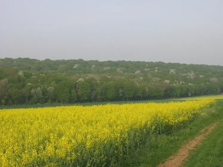 <em class="placeholder">Champs de colza et merisiers</em>