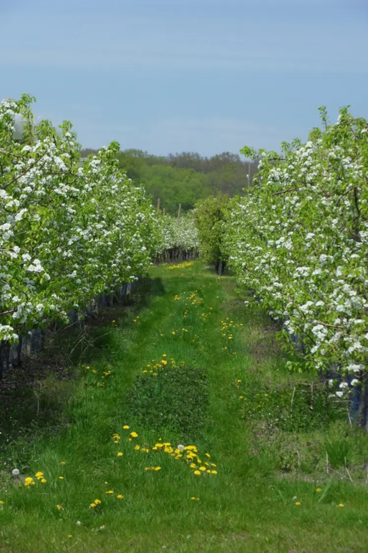 <em class="placeholder">Quand les vergers de poiriers sont en fleurs, les abeilles peuvent accomplir leur mission de pollinisation.</em>