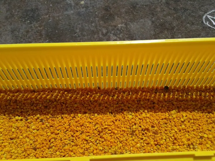 <em class="placeholder">Le réseau a enquêté sur la production de pollen en France</em>