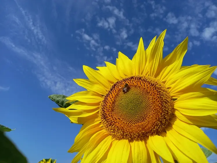 <em class="placeholder">Le tournesol est une culture appréciée dans les rotations agricoles.</em>