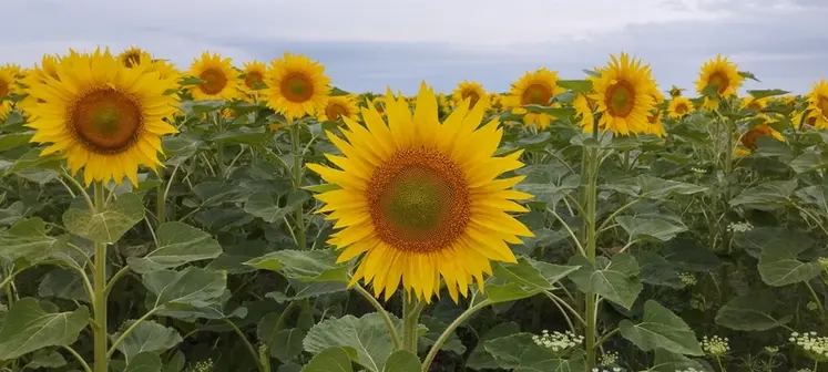 <em class="placeholder">Entre 2015 et 2021, l’Adana a mené un observatoire de la miellée de tournesol dans le Gers pour tenter d’identifier les facteurs de réussite de la miellée.</em>