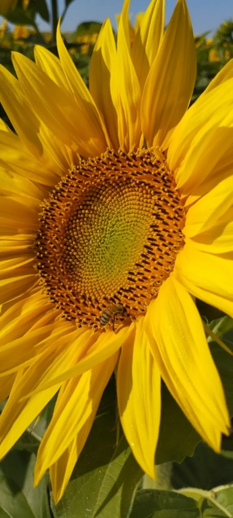 <em class="placeholder">La miellée irrégulière du tournesol</em>