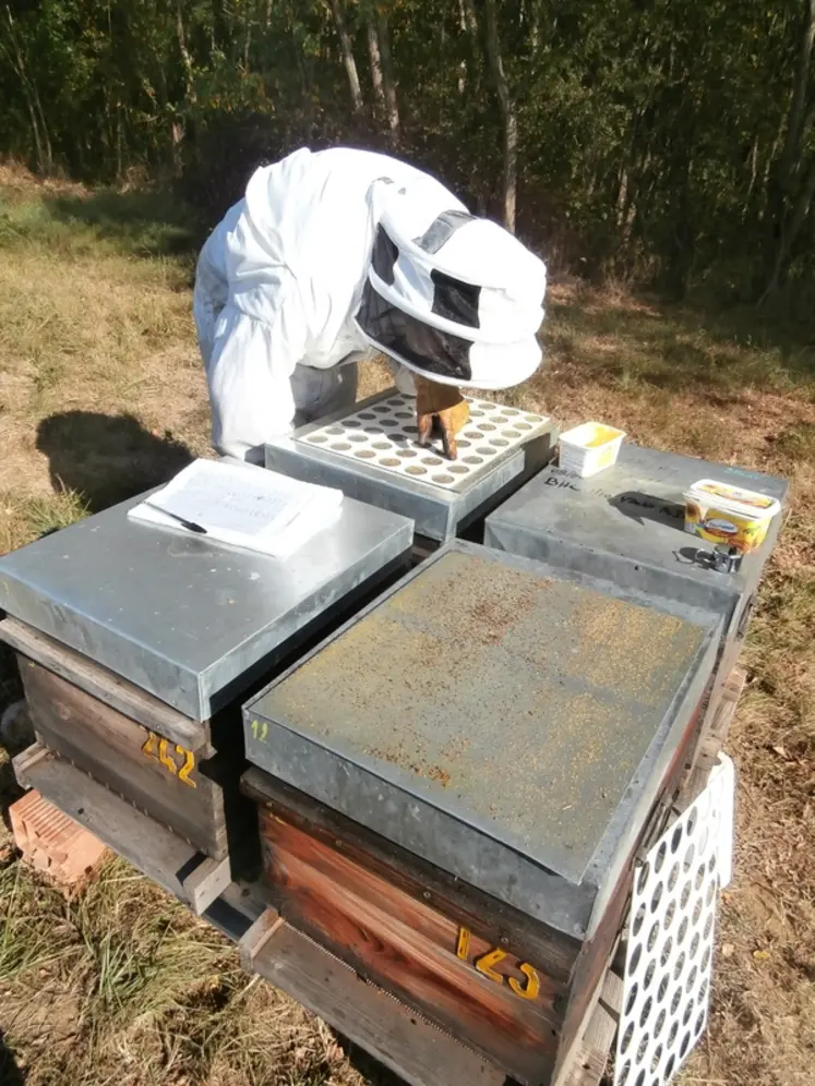 <em class="placeholder">L’emploi du scanner BeeVS d’Apisfero permet de réduire encore le temps alloué aux dénombrements de varroas sur lange.</em>
