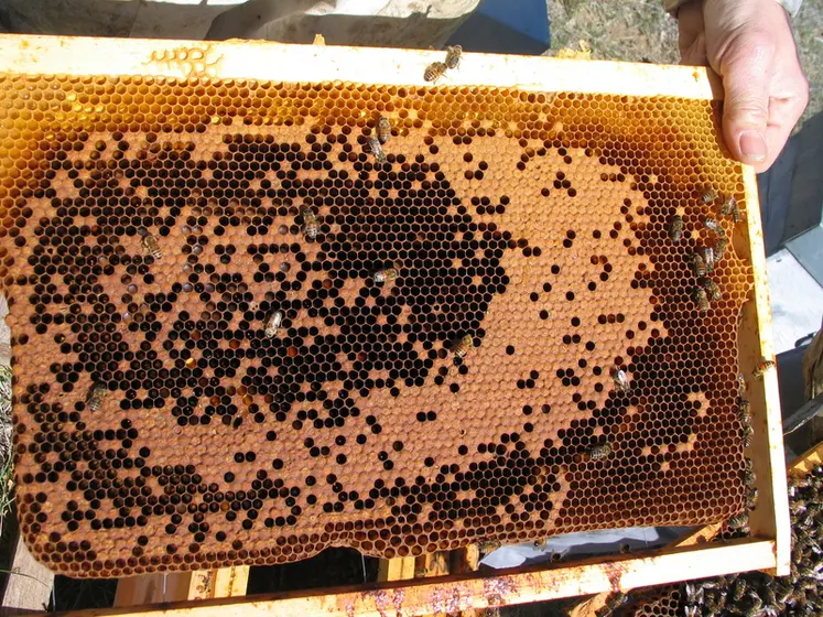 <em class="placeholder">La loque américaine est la maladie de couvain la plus préoccupante, car la plus contagieuse.</em>