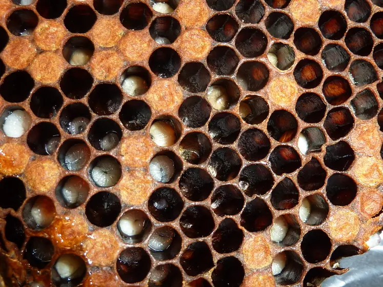 <em class="placeholder">La loque européenne est généralement induite par une disette protéique.</em>