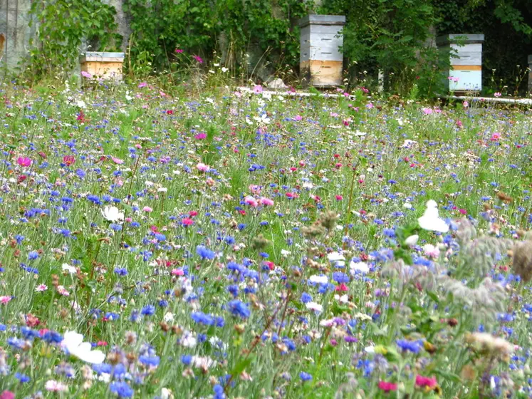 <em class="placeholder">Les couverts fleuris sont envisagés comme un moyen d’atténuer l'impact des pesticides sur les pollinisateurs, mais cela fait débat.</em>