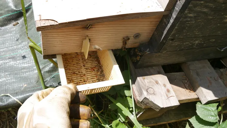 <em class="placeholder">Le rendement en pollen que l’on peut espérer dépend bien entendu du climat, du type d’abeilles que l’on a et de la pollinée.</em>
