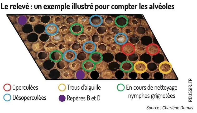 <em class="placeholder">Un exemple illustré : le taux hygiénique est ici de 32 % (5 operculées, 2 trous d’aiguille, 27 désoperculées et 13 en cours de nettoyage).</em>