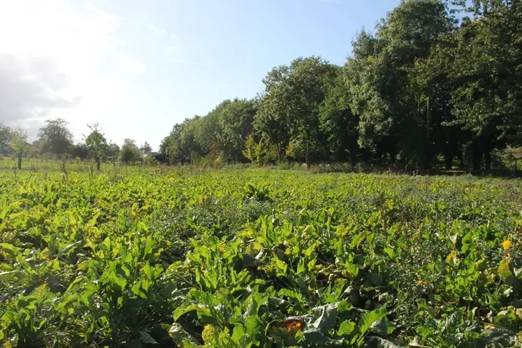 <em class="placeholder">Champ de betteraves sucrières </em>