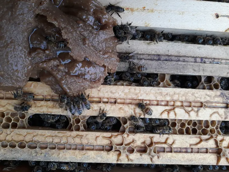 <em class="placeholder">Essai de nourrissement avec pâte de pollen.</em>