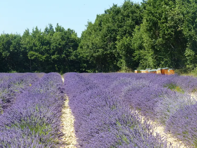 <em class="placeholder">Ruches dans un champ de lavande.</em>