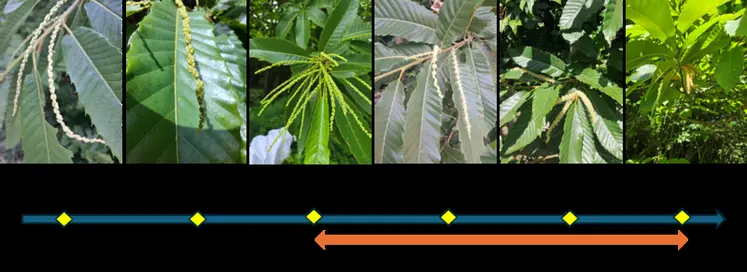 <em class="placeholder">Évolution de la prise de poids d’une colonie non trappée et des paramètres environnementaux du 6 juin au 1er juillet 2025</em>