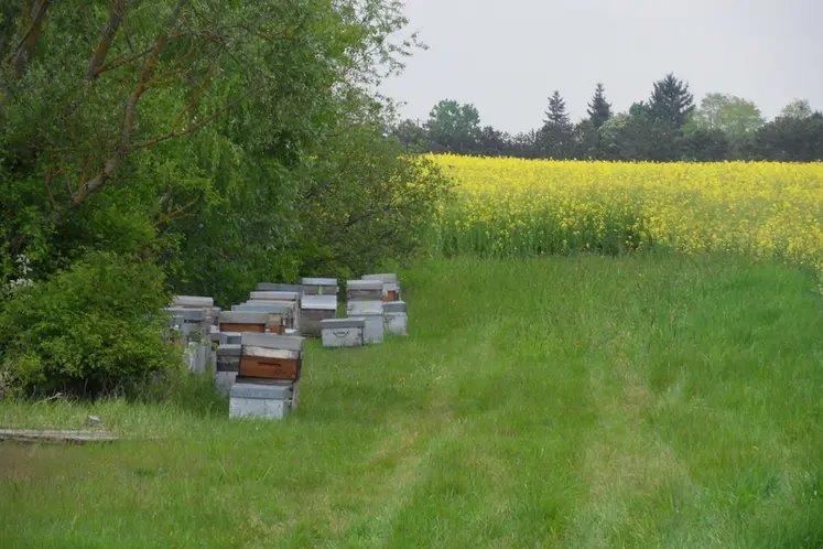 <em class="placeholder">Il existe des dispositifs et structures d’accompagnement à la transmission en apiculture. </em>
