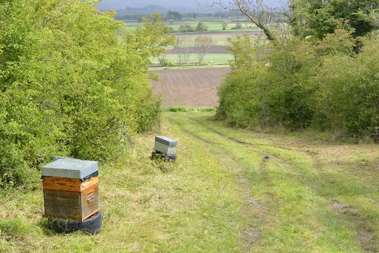 <em class="placeholder">En agriculture comme en apiculture, transmettre son exploitation connait une tendance à la baisse. </em>