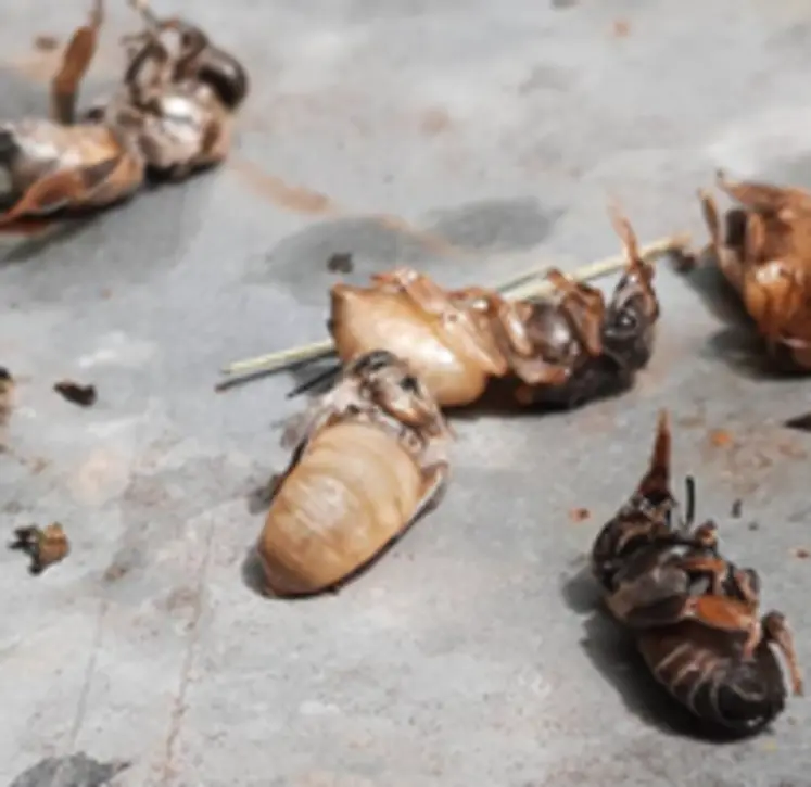 <em class="placeholder">La thermothérapie dans la lutte contre varroa</em>