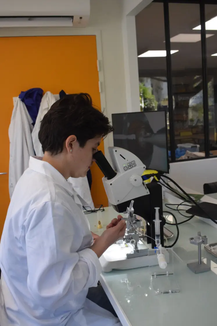 <em class="placeholder">Insémination de reines d'abeilles par Marilene Paillard au laboratoire d'Apinov</em>