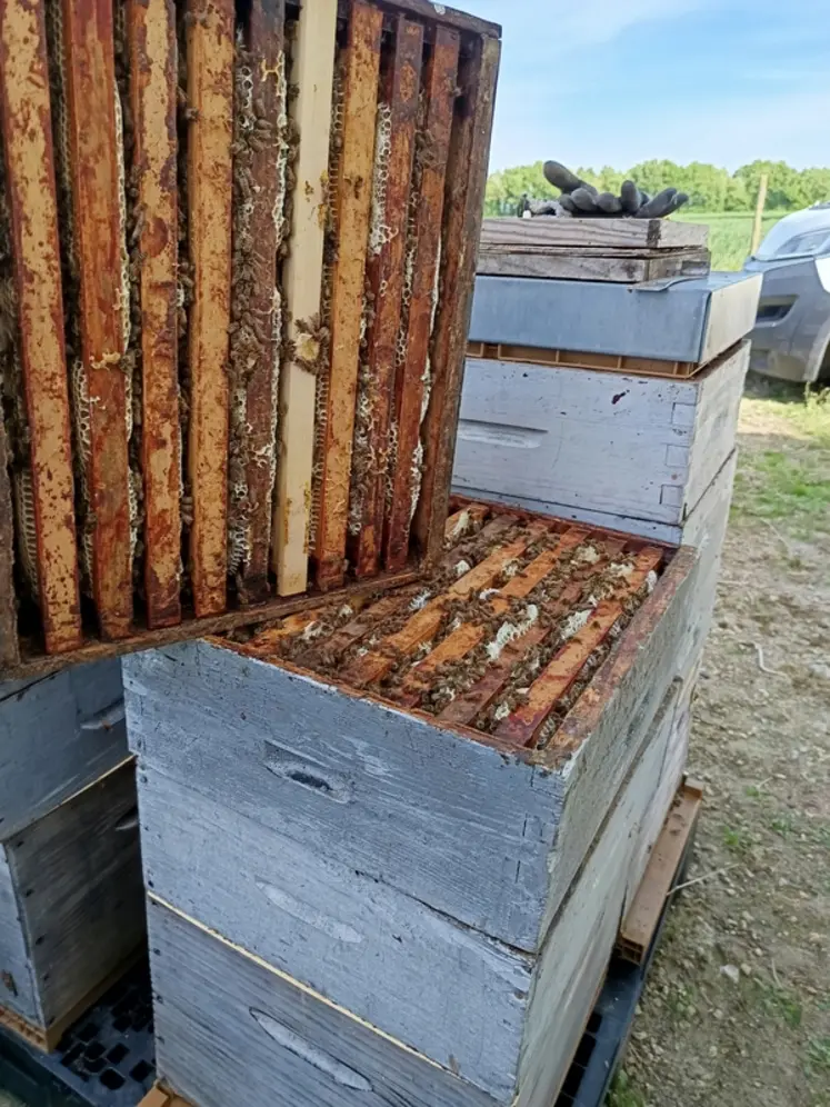 <em class="placeholder">Des abeilles qui produisent bien, c'est aussi le résultat d'une bonne organisation du travail.</em>