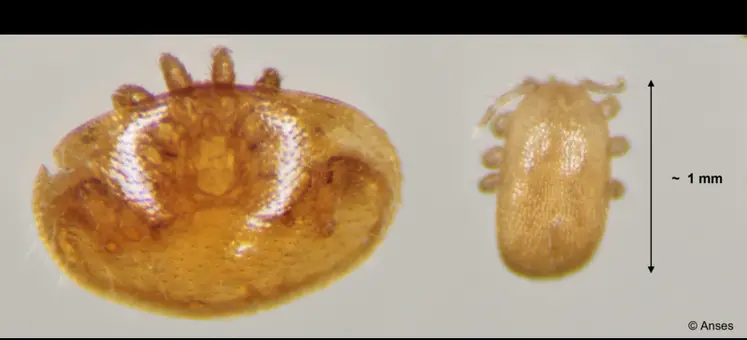 <em class="placeholder">Trois fois plus petit que varroa (à gauche), « Tropilaelaps » (à droite) est plus long que large et de couleur un peu plus claire ; observé lors de la désoperculation ...</em>