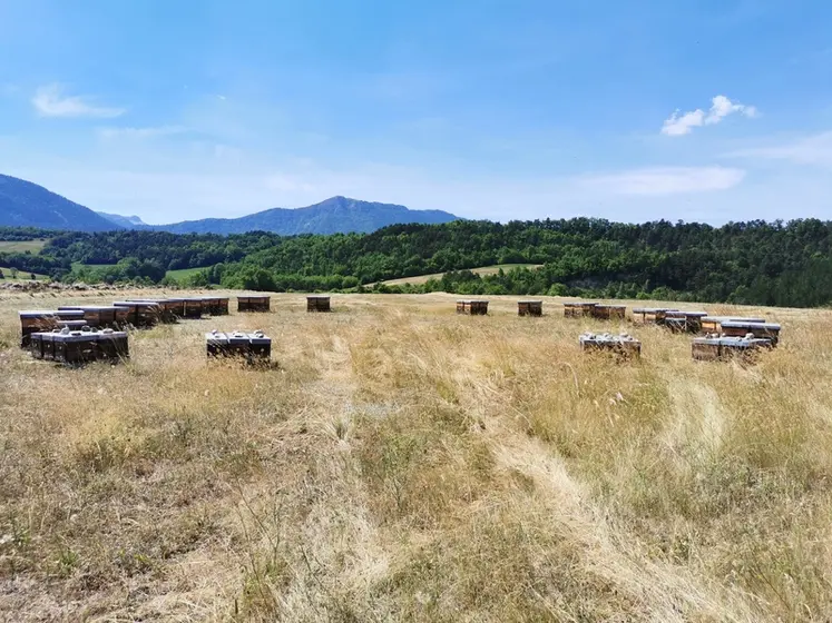 <em class="placeholder">La transhumance, pilier du métier d’apiculteur… malgré les défis</em>