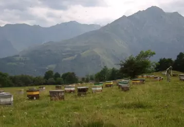 Avec le nouveau règlement européen sur l'AB, la dérogation pollinisation est supprimée et la cire d'abeille est un produit certifiable AB.