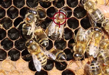 L’enjeu, pour passer des conditions contrôlées du laboratoire à la complexité d’une colonie d’abeilles est de parvenir à détruire les varroas sans affecter les abeilles ! Le chlorure de lithium atteint malheureusement les deux.