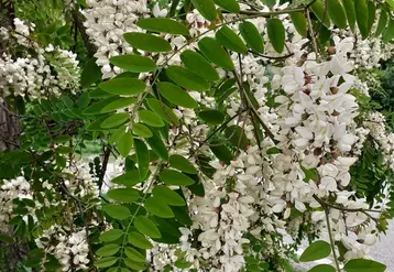 Floraison blanche d'acacia