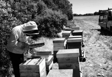 Frederic Forton examinant ses ruches