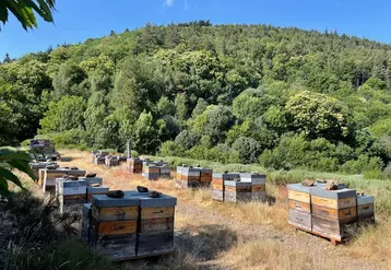 Les Cévennes sont d'une grande diversité floristique ce qui en fait un territoire idéal pour l'apiculture.