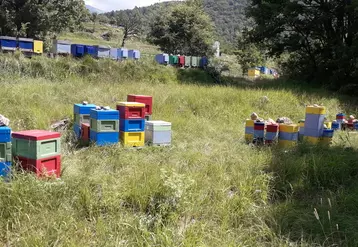 Alexandrine Brion, apicultrice spécialisée dans l’élevage de reines dans les Alpes maritimes.