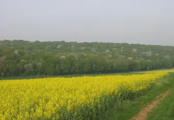<em class="placeholder">Champs de colza et merisiers</em>