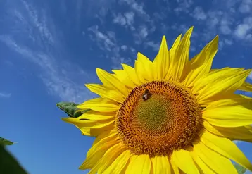 <em class="placeholder">Le tournesol est une culture appréciée dans les rotations agricoles.</em>