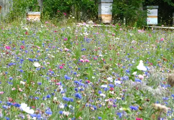 <em class="placeholder">Les couverts fleuris sont envisagés comme un moyen d’atténuer l&#039;impact des pesticides sur les pollinisateurs, mais cela fait débat.</em>