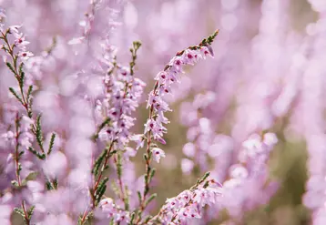 <em class="placeholder">La floraison est tardive, elle s’étale de fin août à octobre selon les régions</em>