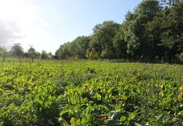 <em class="placeholder">Champ de betteraves sucrières </em>