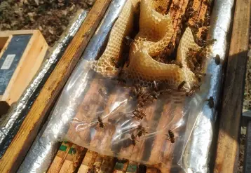 <em class="placeholder">En dehors des ressources naturelles, le saccharose raffiné sera la meilleure source de sucres pour l’abeille.</em>