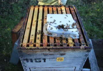 <em class="placeholder">Il est possible de nourrir ses abeilles avec du candi.</em>