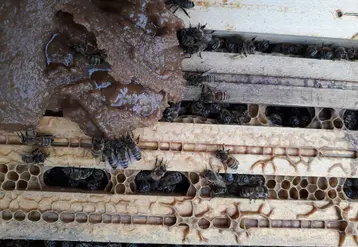 <em class="placeholder">Essai de nourrissement avec pâte de pollen.</em>