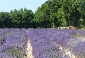 <em class="placeholder">Ruches dans un champ de lavande.</em>