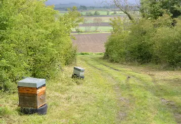 <em class="placeholder">En agriculture comme en apiculture, transmettre son exploitation connait une tendance à la baisse. </em>