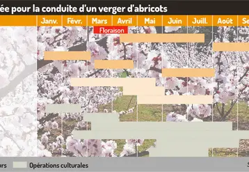 <em class="placeholder">Abricotier et pollinisation : les clés d’une cohabitation maîtrisée</em>