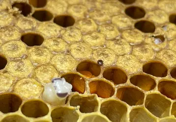 <em class="placeholder">Varroa destructor reste l’ennemi numéro un des colonies</em>