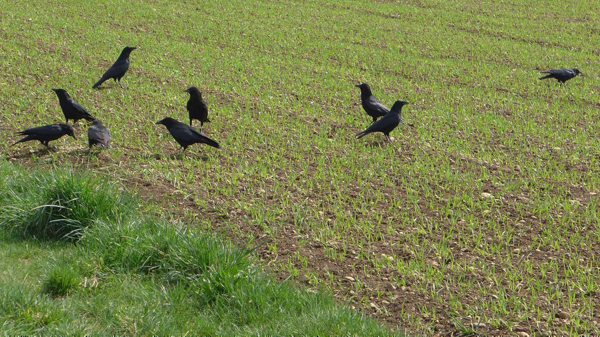 Sus aux corbeaux dans les champs d'Ille-et-Vilaine