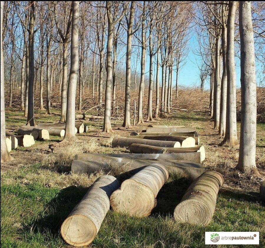 Avec l'arbre Paulownia, ils veulent dynamiser la filière bois »