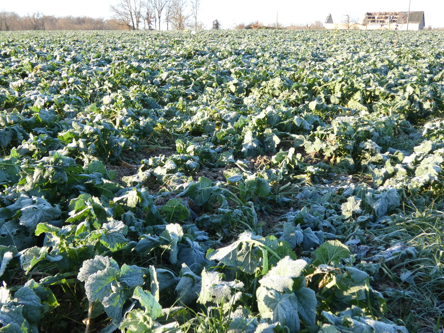 L'équipe agronomie de la chambre d'agriculture élabore des arbres de décision qui tiendront compte de plusieurs paramètres : l’assolement, la culture précédente, la date possible d’entrée sur la parcelle et, dans le cas de resemis, le désherbage éventuel réalisé à l’automne.
