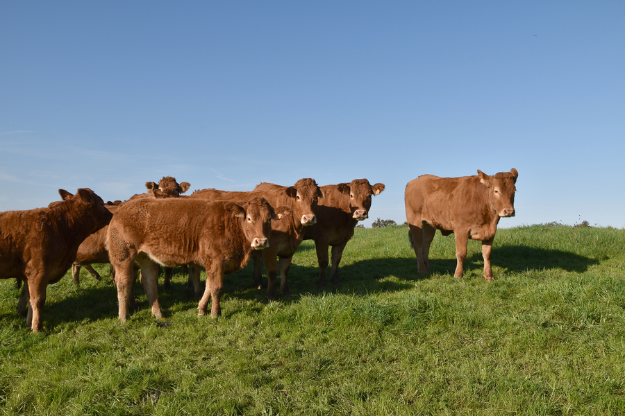 Les coopératives Celmar et CCBE ont fusionné pour devenir la coopérative « Les producteurs de la Marche », en conservant comme objectif : une meilleure valorisation des productions bovines et ovines.