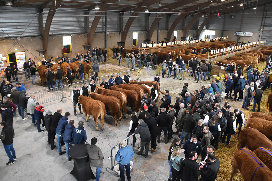 Les juges, tant en mâles qu'en femelles, ont parfois longuement hésité, faisant faire plusieurs tours de ring à certains spécimens pour conforter leur choix.