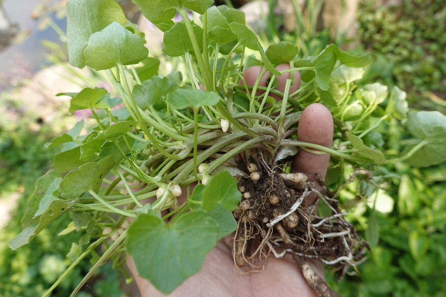 Les racines renflées de la ficaire, entre lesquelles s’insèrent des tubercules comme autant de petites massues, lui permettent, de gagner le voisinage.